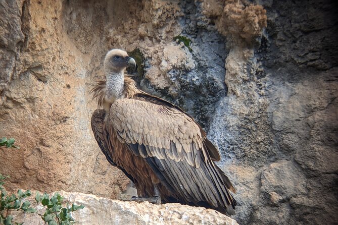 Birding Costa Del Sol Day Tour - Local Flora and Fauna