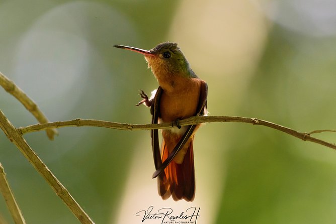 Birdwatching at the Mayan Cities With Certified Guide - Traveler Experience
