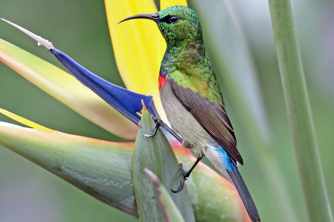 Birdwatching in Cape Town - Highlights of the Tour Experience