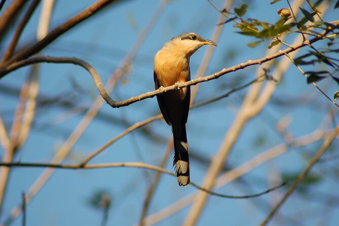 Birdwatching Tour - Inclusions