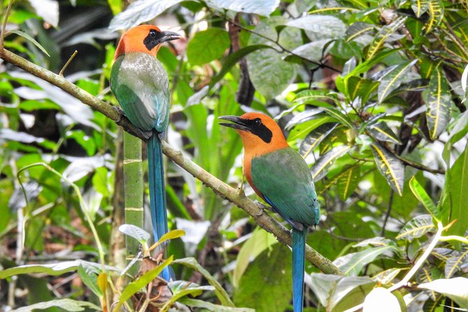Birdwatching - Observing the Diverse Avian Species