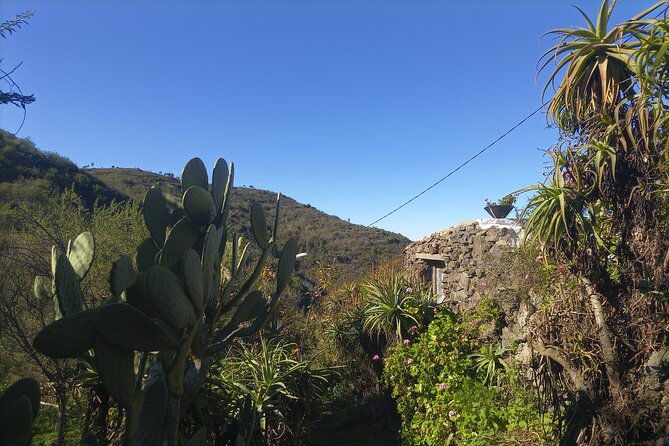 Black Caves, Jungles, Waterfalls - Visit the Secret Tenerife ! - Meeting and Pickup