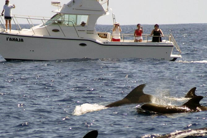 Blue Horizon: Custom Biologist-Led Boat Expedition - Participation Requirements