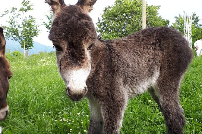 Book Your Donkey Farm Tour - Meeting and Pickup