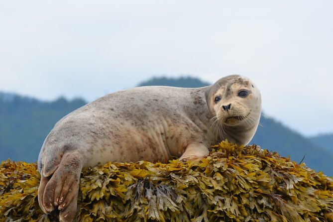 Bowen Explorer Sea Safari Tour - Pricing and Discounts