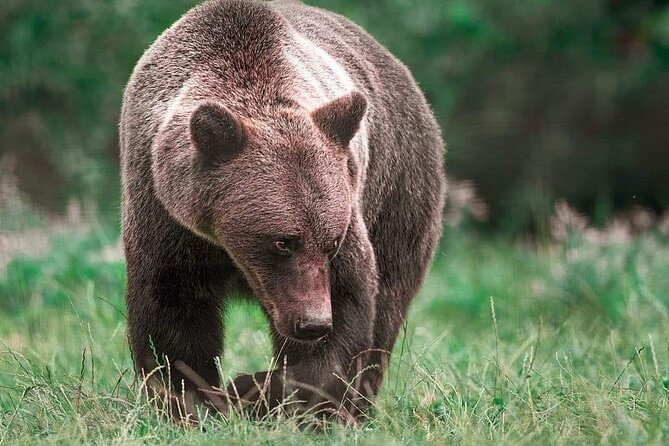 Brown Bear Sanctuary Tour From Brasov Entrance Ticket Guaranteed - Additional Information