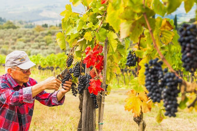 Brunello Wine Tasting From San Gimignano - Tour Inclusions and Highlights