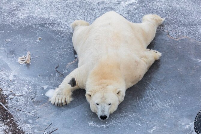 Bus to Ranua Zoo From Rovaniemi - Inclusions and Costs