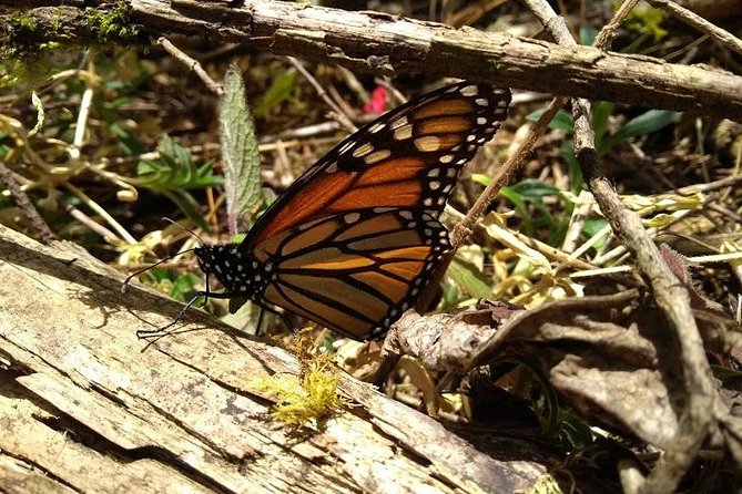 Butterfly Monarch Tour From Mexico City - Location and Accessibility