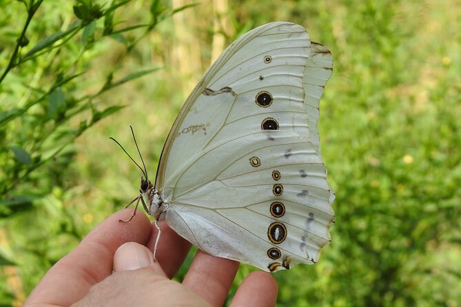 Butterfly Sanctuary Guided Tour in Puerto Vallarta - Meeting and Accessibility