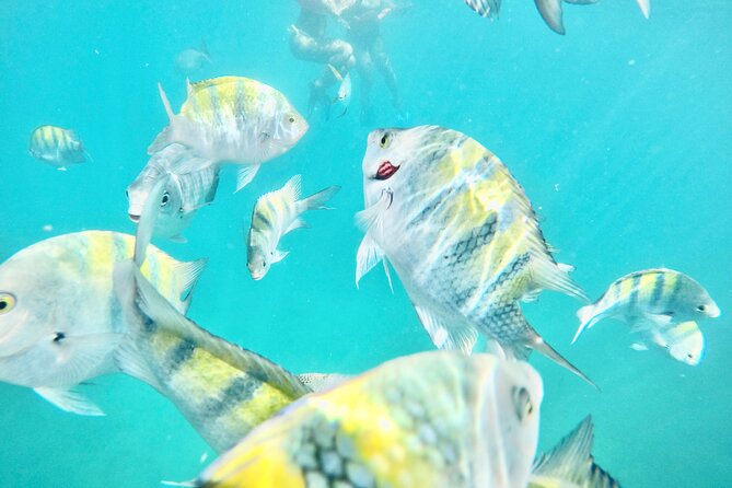 Cabo Blue Snorkeling Cruise, Open Bar and Lunch in Cabo San Lucas - Meeting and Departure Details