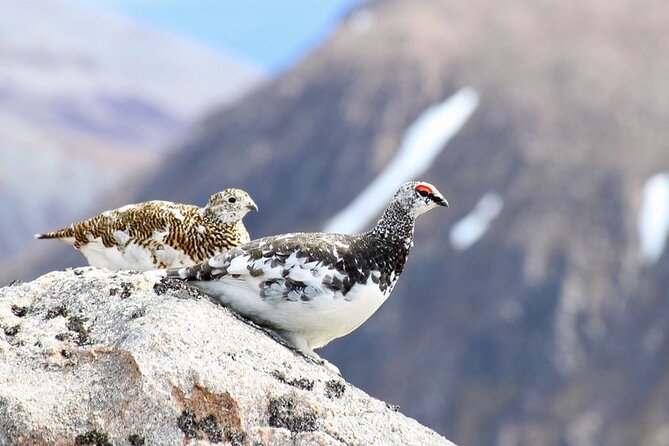 Cairngorms: Lochnagar Guided Walk - Overview