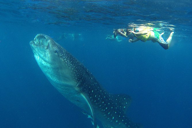 Cancun Whale Shark Tour With Transportation - Meeting and Pickup Information