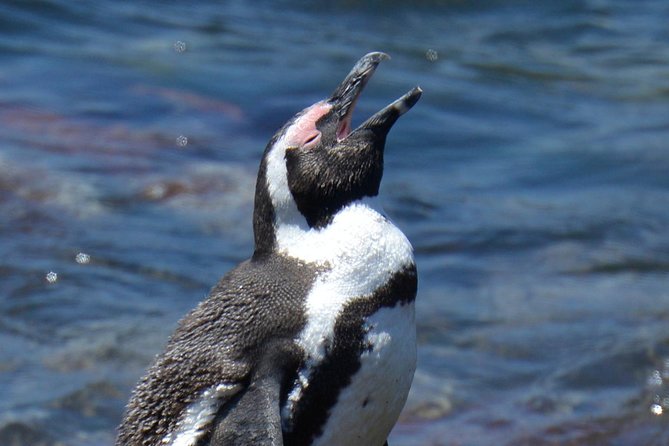 Cape Agulhas | Stony Point Nature Reserve - Transportation and Logistics