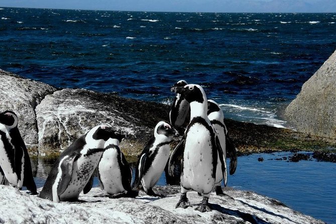 Cape of Good Hope, Cape Point & Penguins Private Afternoon Tour - Penguin Encounter at Boulders Beach