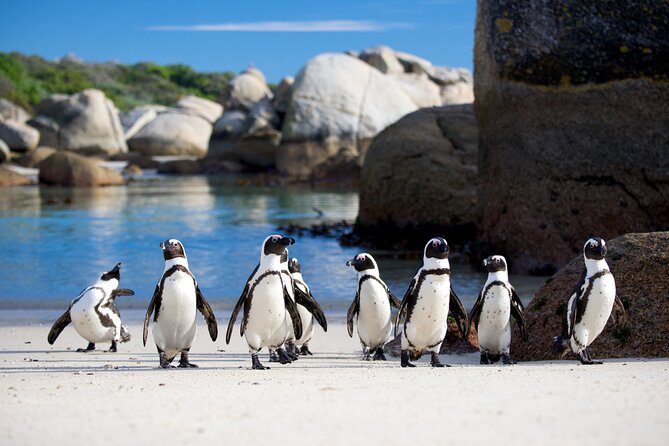 Cape of Good Hope & Penguins Full Day Tour From (The Mother City) Cape Town. - Pickup and Timing