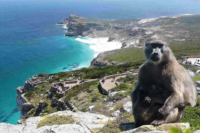 Cape Point ,Cape of Good Hope and Table Mountain Tour . - Inclusions and Pricing