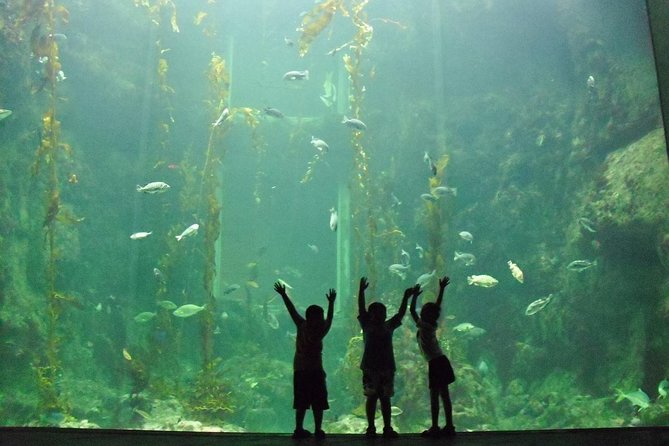Cape Town Full Day Family Fun With Kids Private Tour - Family-Friendly Itinerary