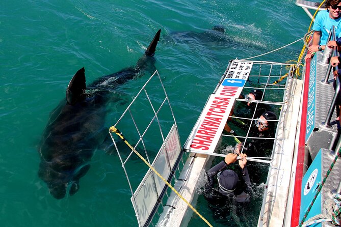 Cape Town: Shark Cage Diving & Penguins Tour to Gansbaai With Private Transfers - Inclusions and Logistics