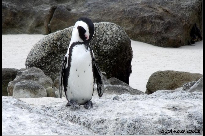 Cape Town - The Best of Aquila Safari Tour - Tour Inclusions and Amenities