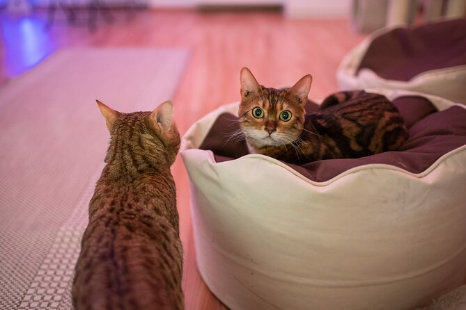 Cat Museum Budapest Entry Ticket - Experience Highlights
