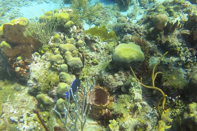 Catalina Island Diving Tour - Guest Reviews