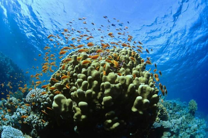 Catalina Island Scuba Diving and Snorkeling Tour From Punta Cana - Inclusions