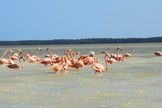 Cenote Suytun & Rio Lagartos & Las Coloradas - Tour Details