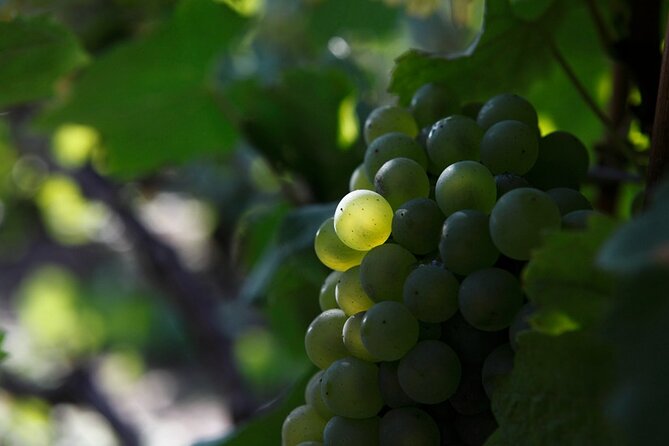 Champagne Lovers Full-Day Private Mercedes Tasting Tour  - Reims - Experience and Inclusions