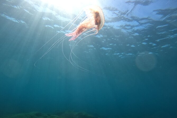 Chania Try Scuba Diving for Beginners - Cancellation Policy