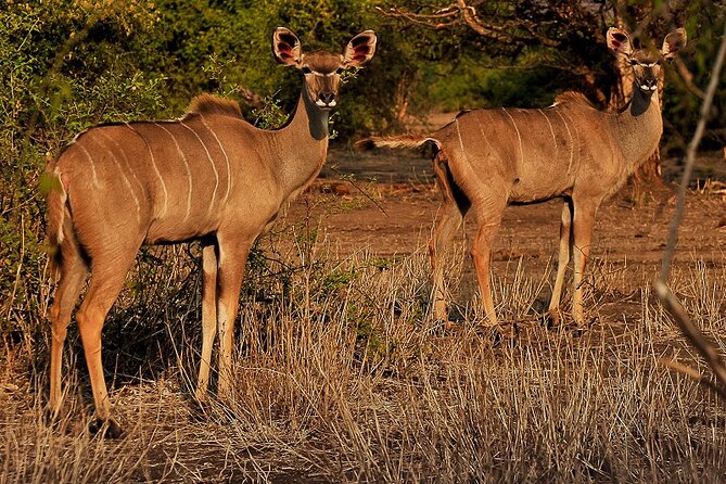 Chobe Day Trip - Inclusions and Exclusions
