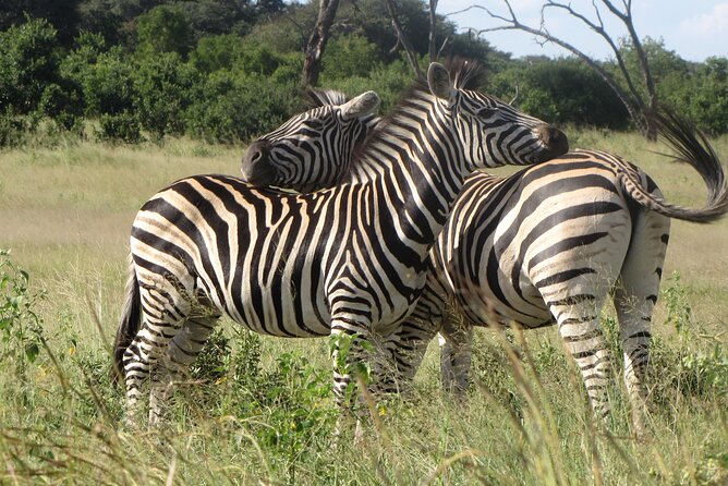 Chobe Extended Day Trip From Victoria Falls - Small Group - Highlights of the Chobe National Park