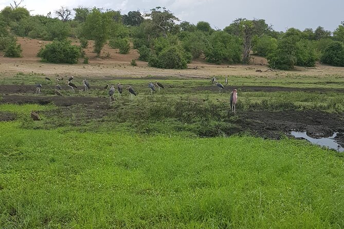 Chobe Full Day Safari in Chobe - Pickup and Transportation