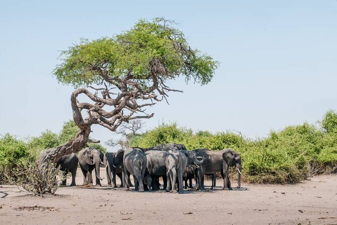 Chobe Full Day Trip - Pickup Arrangements