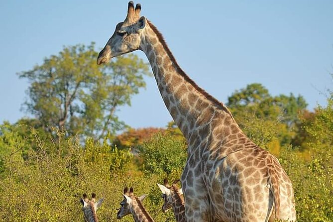 Chobe National Park From Victoria Falls - Pricing and Payment Details