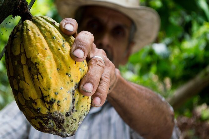 Chocoserrano Chocolate Tour 1 Day -- Santa Marta - Exploring the Chocolate Making Process