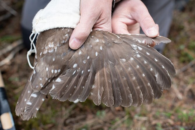Citizen Science Monitor Owls in the Wilderness Near Tromsø - Meeting Point and Gathering