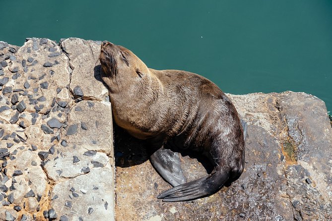 City Escape: Cape Peninsula Private Day Trip - Key Attractions