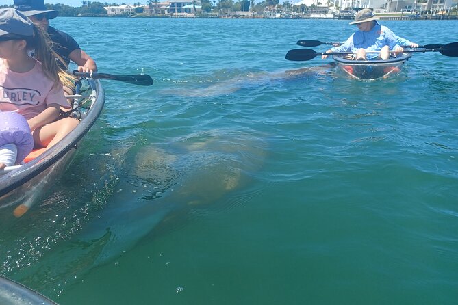 Clear Kayak Glass Bottom Day Tour - Sarasota - Customer Ratings and Reviews