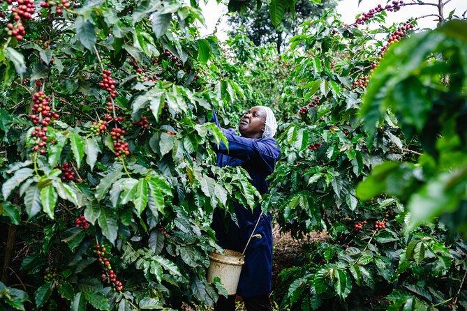 Coffee Farm Village & Factory Half Day Tour With Pick-Up - Educational Coffee Farming Processes