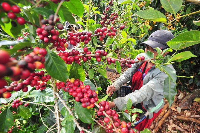 Coffee Plantation Visit and Tasting Activity in Costa Rica - Location and Tour Highlights