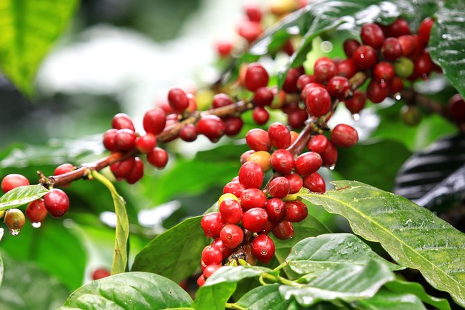 Coffee Tour, Grecia and Sarchi Oxcarts. Private Tour - Pickup Information
