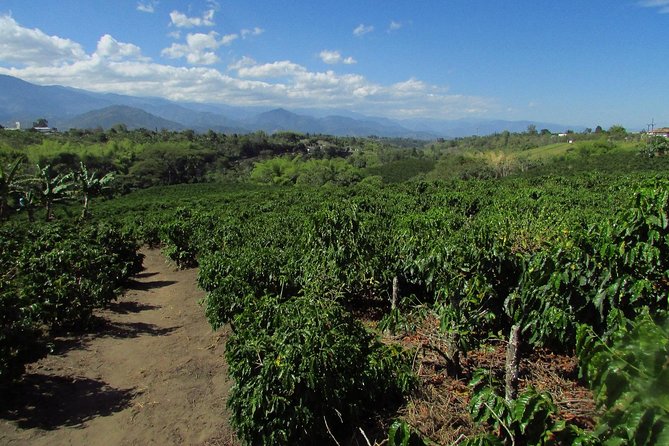 Coffee Tour in the Heart of the Coffee Region - Roasting and Tasting Experience