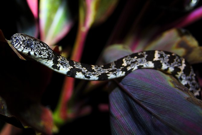 Combo 1: Jungle Night Tour & Day Tour Manuel Antonio - Exploring Manuel Antonio National Park