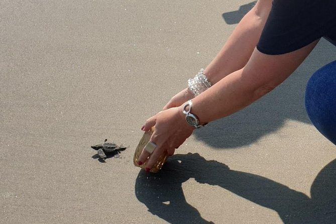 Combo 6 Hr Tour All City Highlights Divers Baby Turtle Release - Inclusions