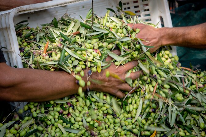 Corfu Organic Olive Oil Tasting at Family Farm - Included Features