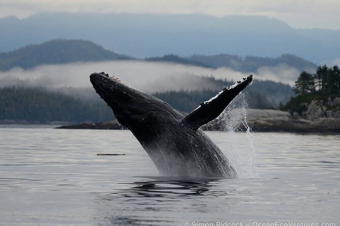 Cowichan Bay Half Day Whale & Wildlife Adventure - Experience the Adventure