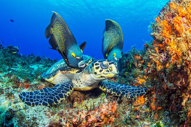 Cozumel Snorkeling Tour From Playa Del Carmen - Inclusions