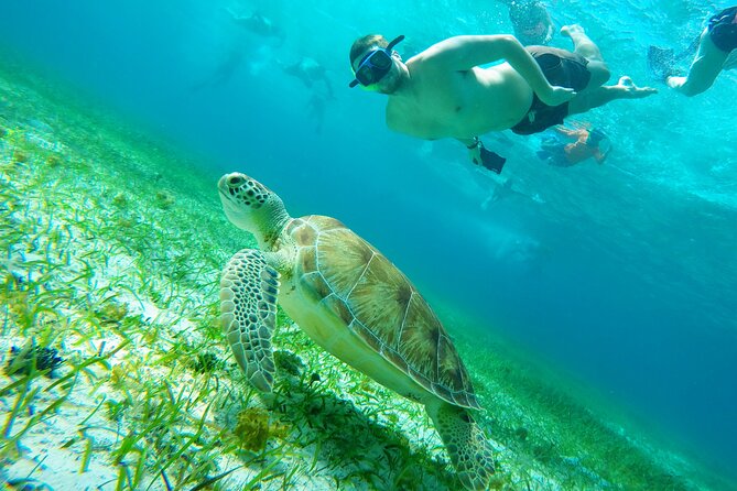 Cozumel Snorkeling Tour: Starfish, Stingrays and the Turtle Bay Experience - Itinerary and Inclusions