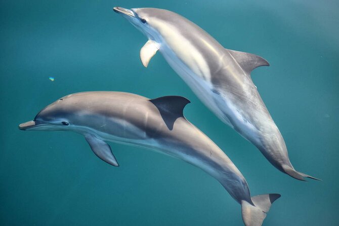 Cruise and Snorkeling With Dolphins Including Lunch From Hurghada - Inclusions and Exclusions